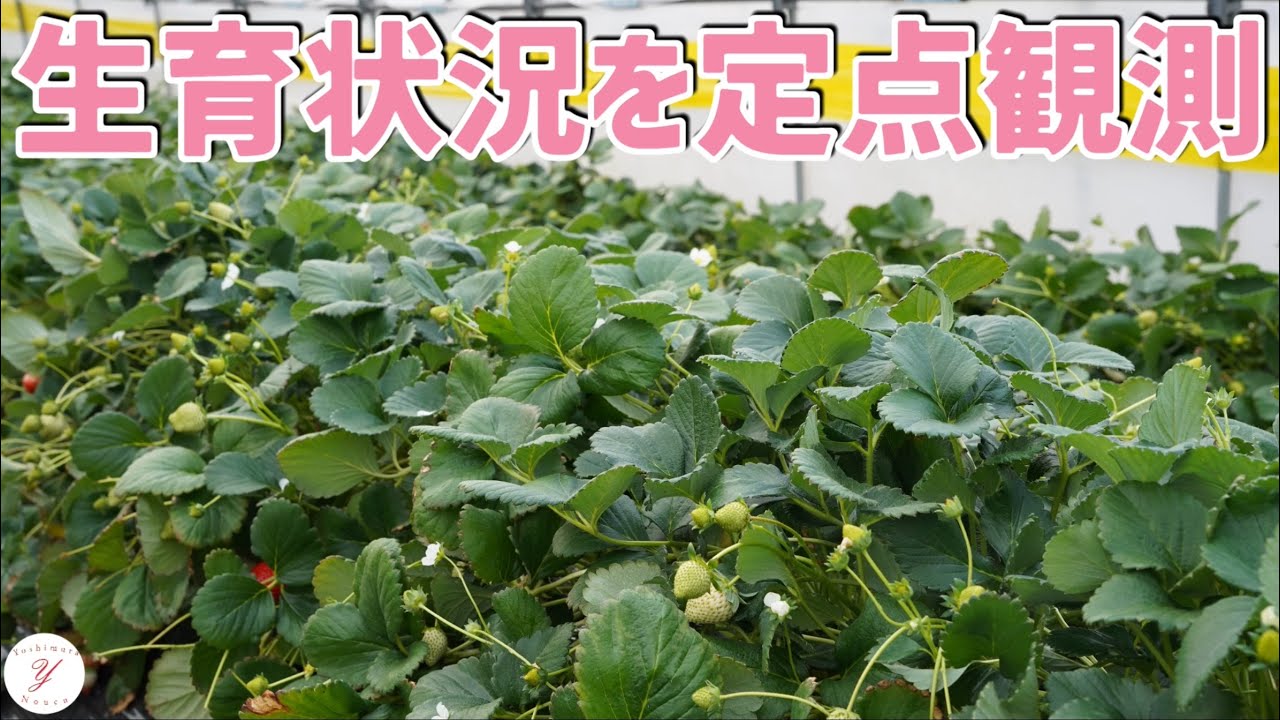 【いちご栽培】3上旬の生育状況を定点観測