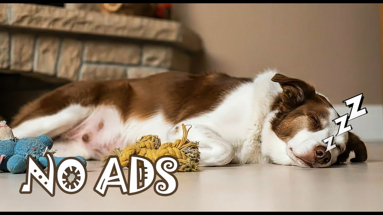12 Hours of Calming Dog Music for Sleep 🐶💤 Anti-Anxiety Music for Dogs Home Alone