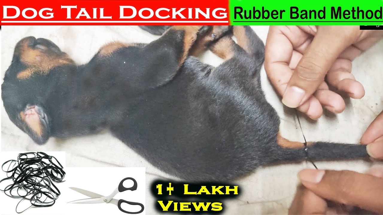Doberman Puppies Tail Docking by Rubber Band Method | Useful & Informative Video| Explained in Tamil