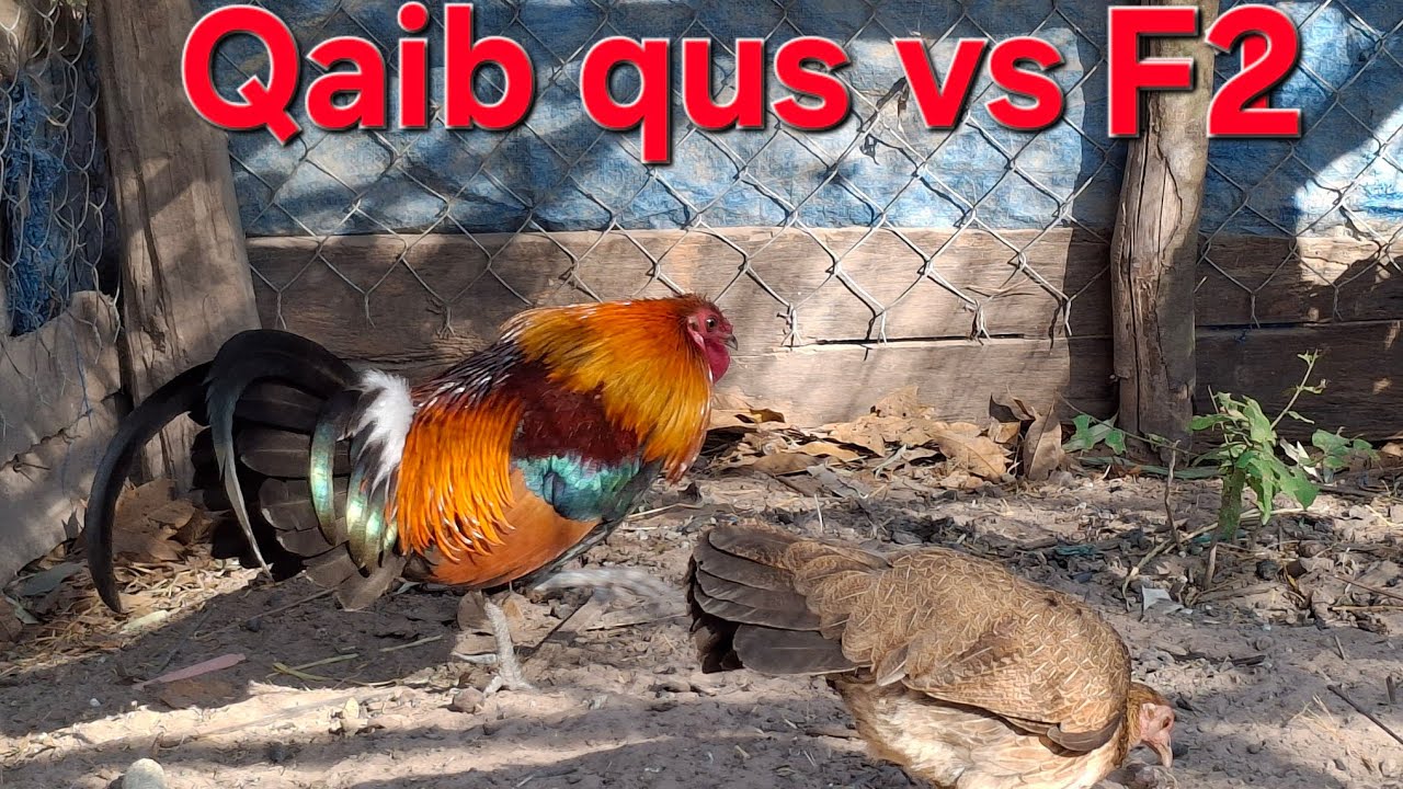 Saib qaib qus 💯% vs poj F2