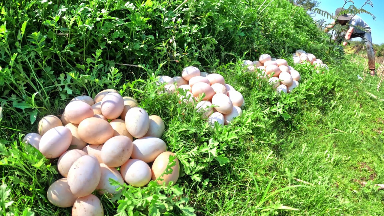 WOW, Amazing man pick duck eggs under the grass near the village