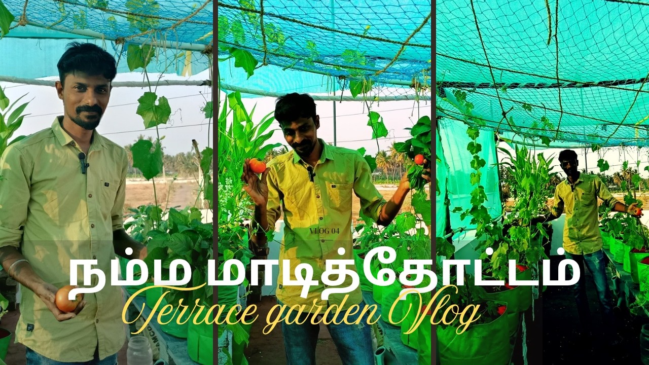 சிறிய முயற்சி… பெரிய அறுவடை | Terrace Garden Vlog 💚 Namma Maadi Thottam | Sri Gardening Tamil