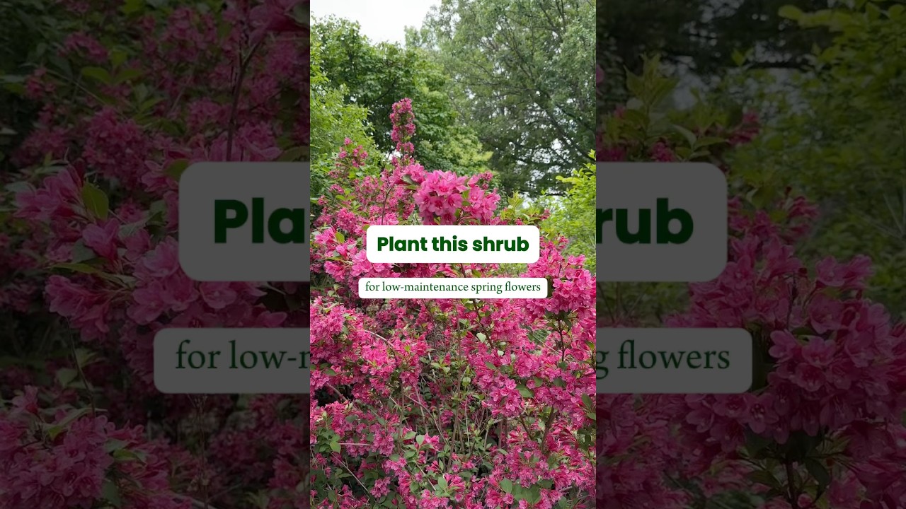 Sonic Bloom Weigela | Fast Growing Trees #weigela #garden #floweringshrubs #gardenideas