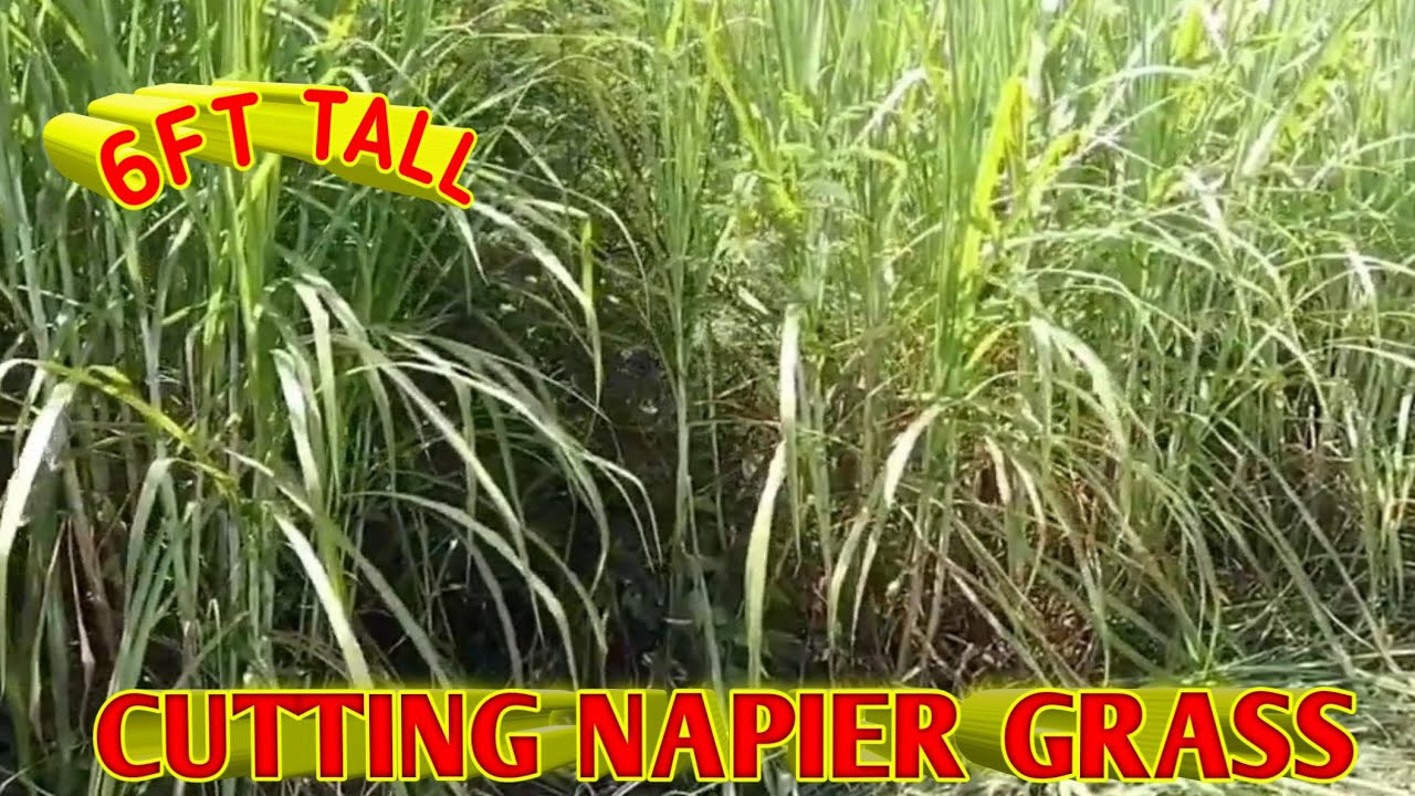 MOWING NAPIER GRASS/STHIL BRUSH CUTTER
