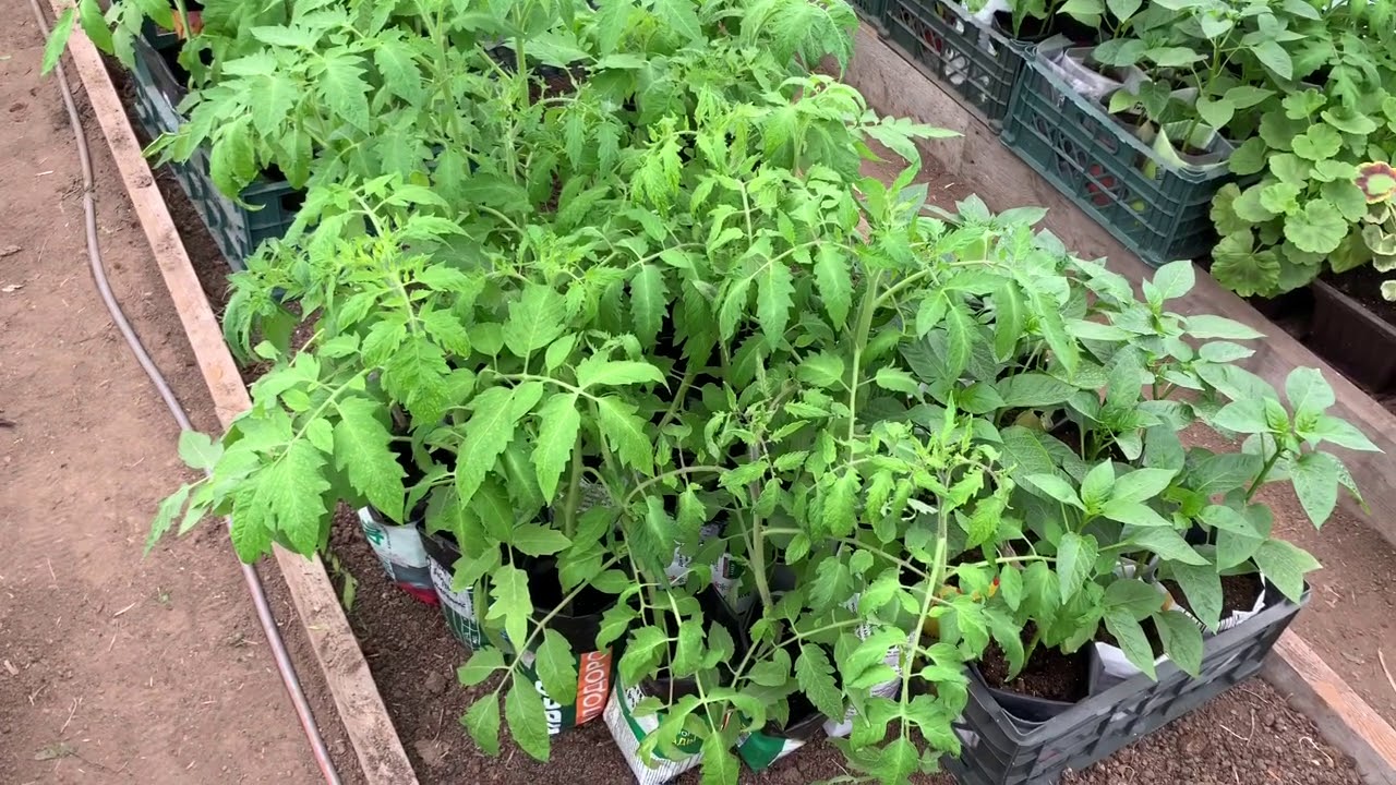 Не торопитесь рано высаживать томаты в грунт. Планирование природы.