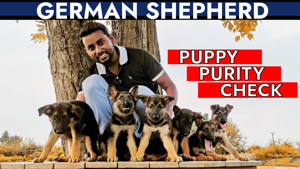 How to check German Shepherd Puppy Purity (Pure / Mix) Hindi | जर्मन शेफर्ड लेने से पहले जरूर देखें
