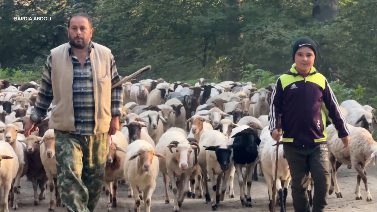 Talesh Spring Migration: Nomad Family Journey 🌸🐑🏞️