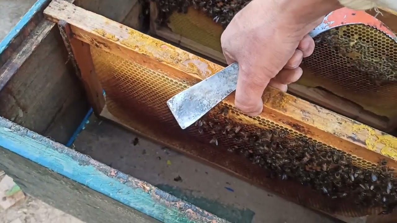 مواصلة الاعتناء بخلايا النحل الضعيفة شتاءا