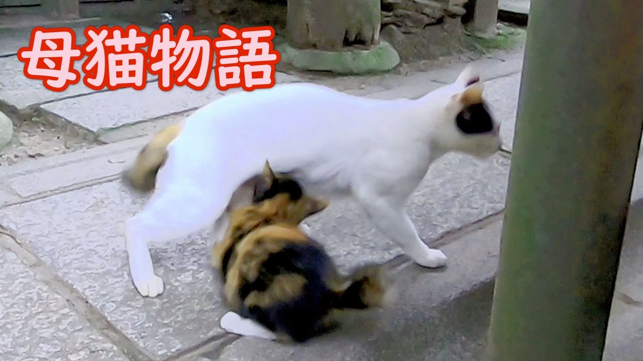 【母猫物語27】我が子に乳離れさせたい母猫 A Story of Mother Cat - Episode 27: Shiro wants to wean her baby