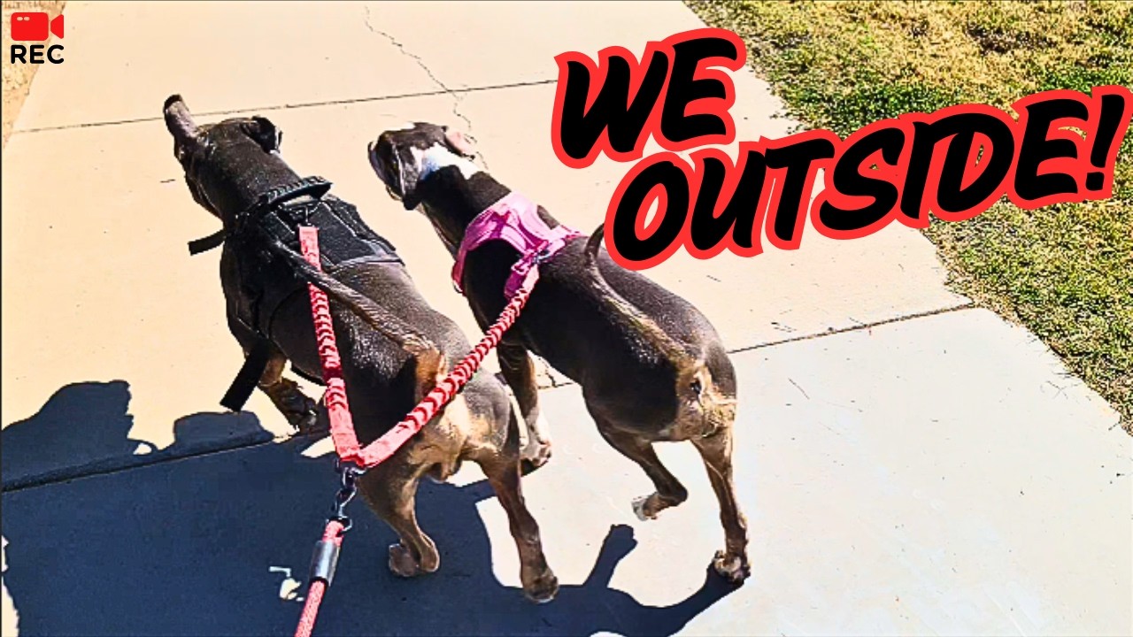 Time for some Leash Training!
