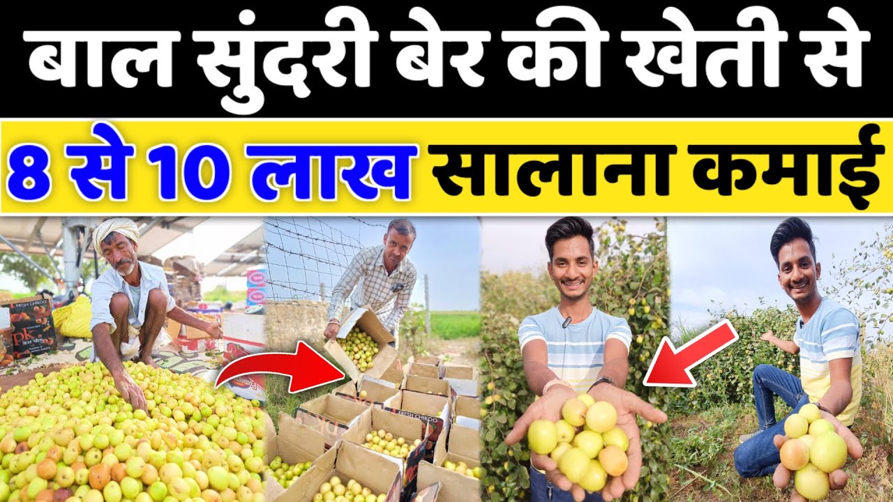 बाल सुंदरी बेर की खेती से सालाना 8 लाख || ball sundari apple ber ki kheti || apple ber farming