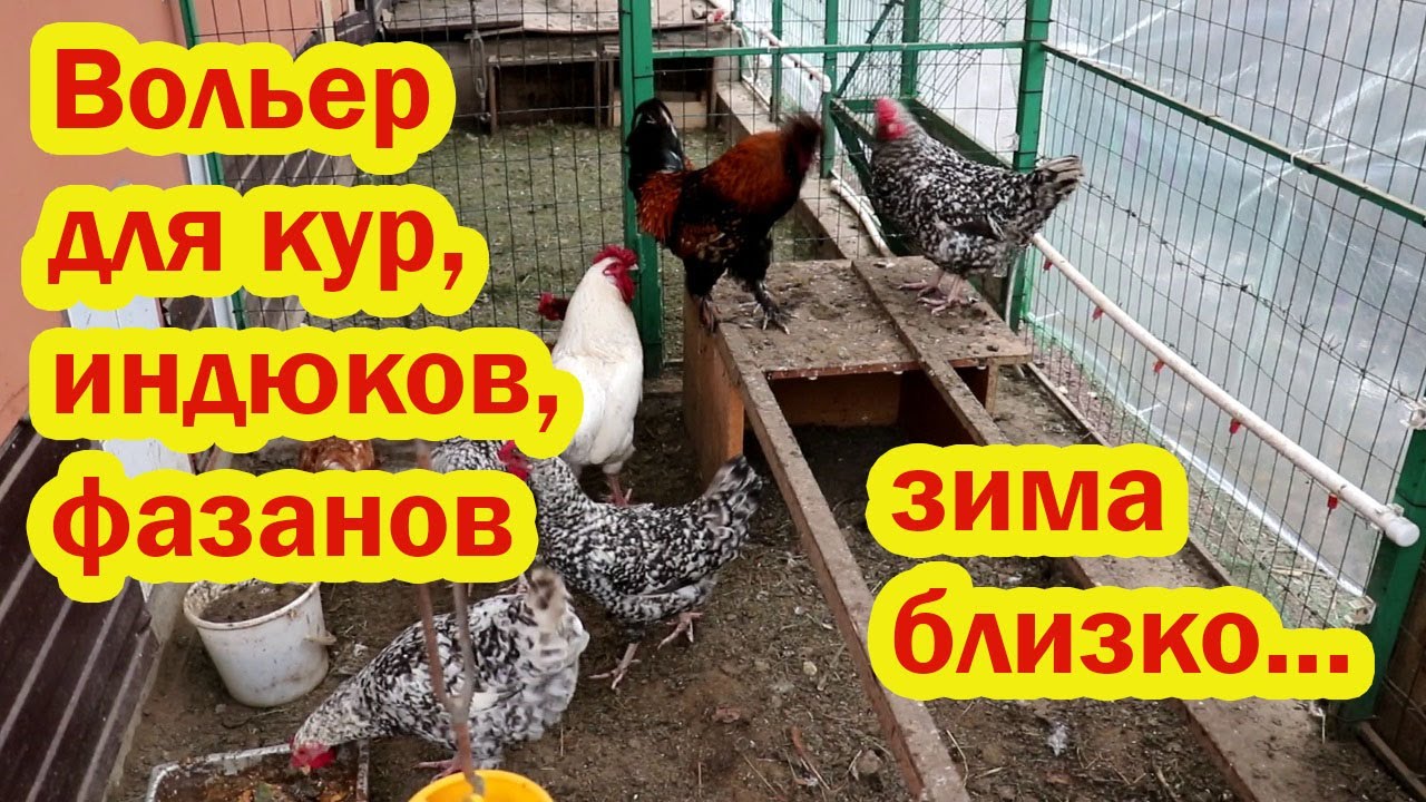Как живут в уличном вольере мои птицы: индюки, куры, фазаны
