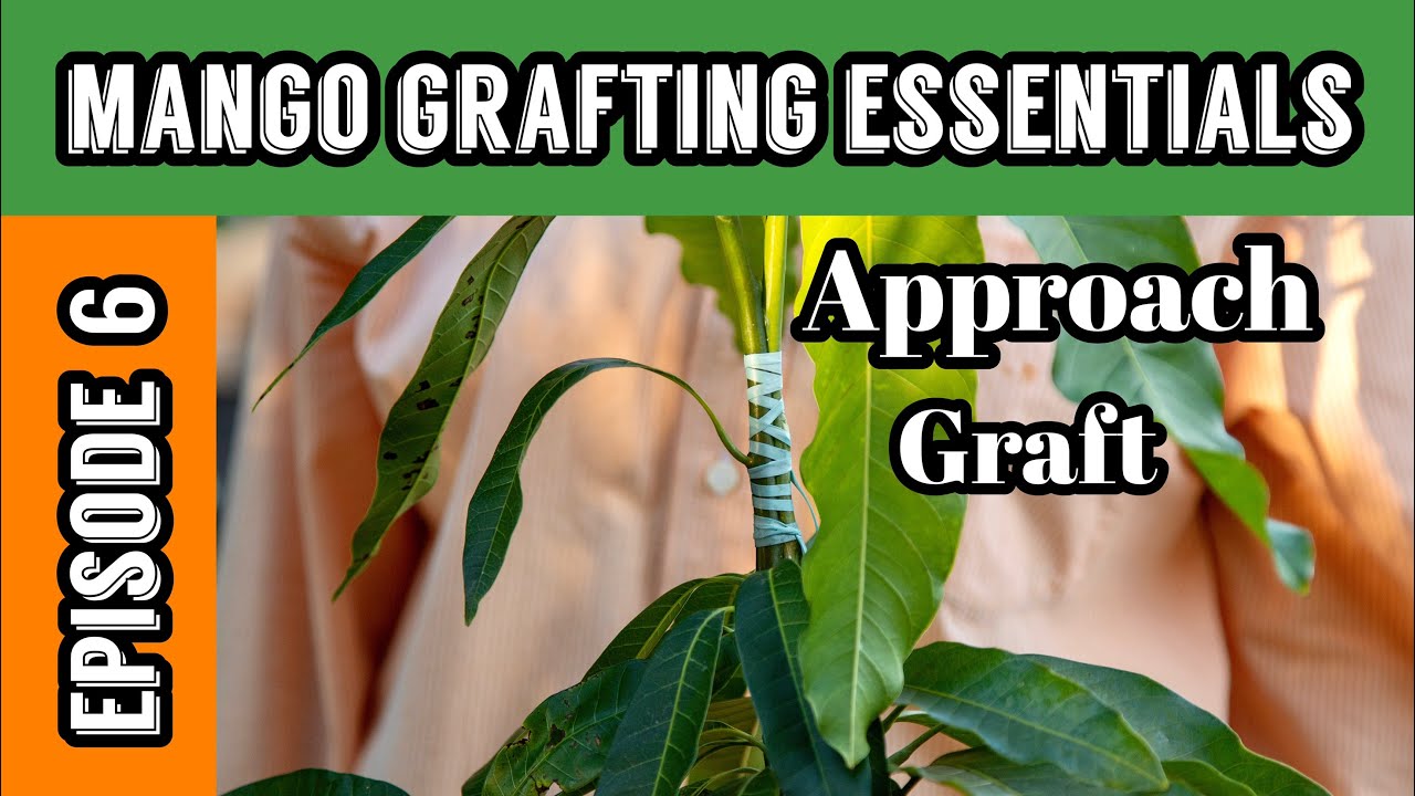 Mango Grafting Essentials | Episode 6: Approach Graft