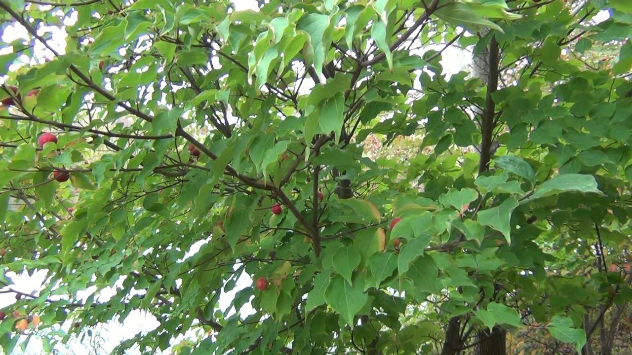 Wild Edibles : Kousa Dogwood Fruit