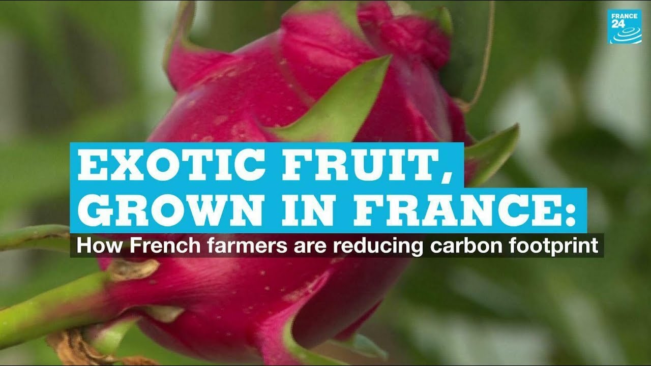 Tropical fruit, grown in France: How French farmers are reducing their carbon footprint