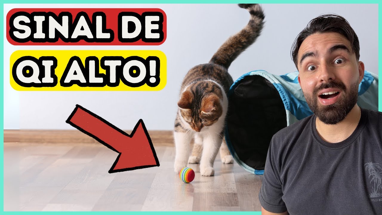 Seu Gato é Um GÊNIO? Estes12 Sinais Dizem Que SIM!