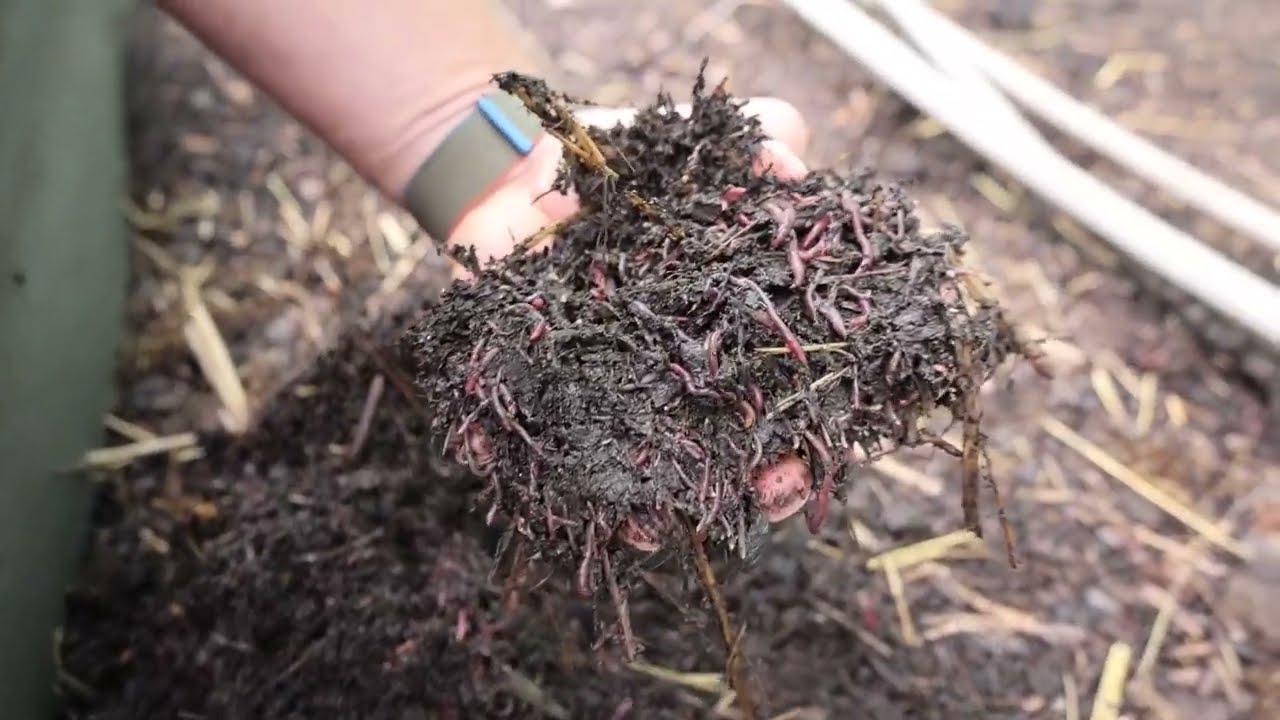 Reduced tillage, no till and seed coating with earthworm compost | GRAND FARM | trAEce