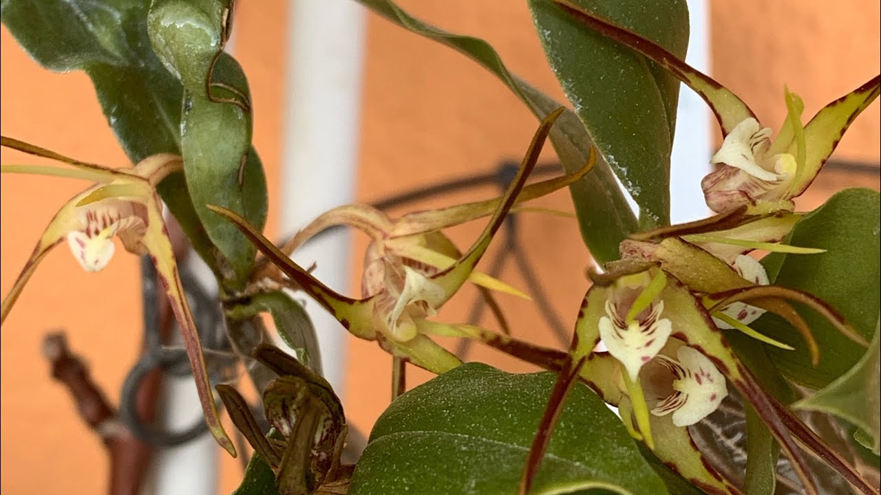DENDROBIUM TETRAGONUM уход.