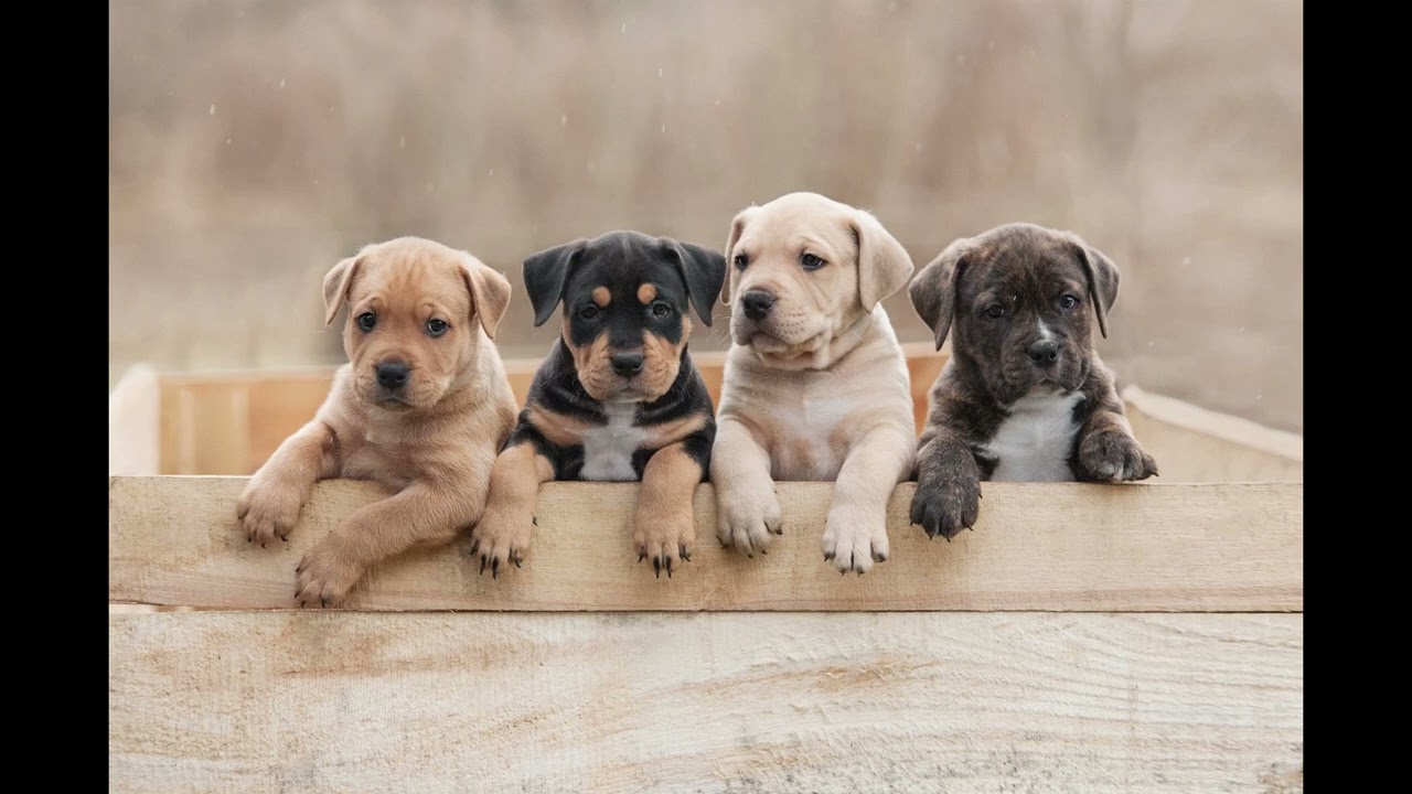 Manifest Puppies Into Your Life || Very Powerful Subliminal