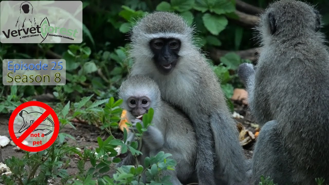 Loving Monkey moms ready to take their adopted baby's into a new world