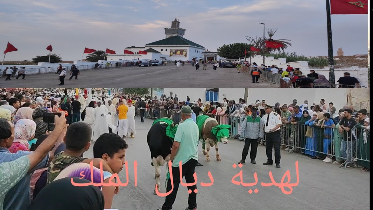 الطائفة العيساوية لضريح الشيخ الهادي بن عيسى مع وجود  ثورين ضخمين اجيو تشوفو