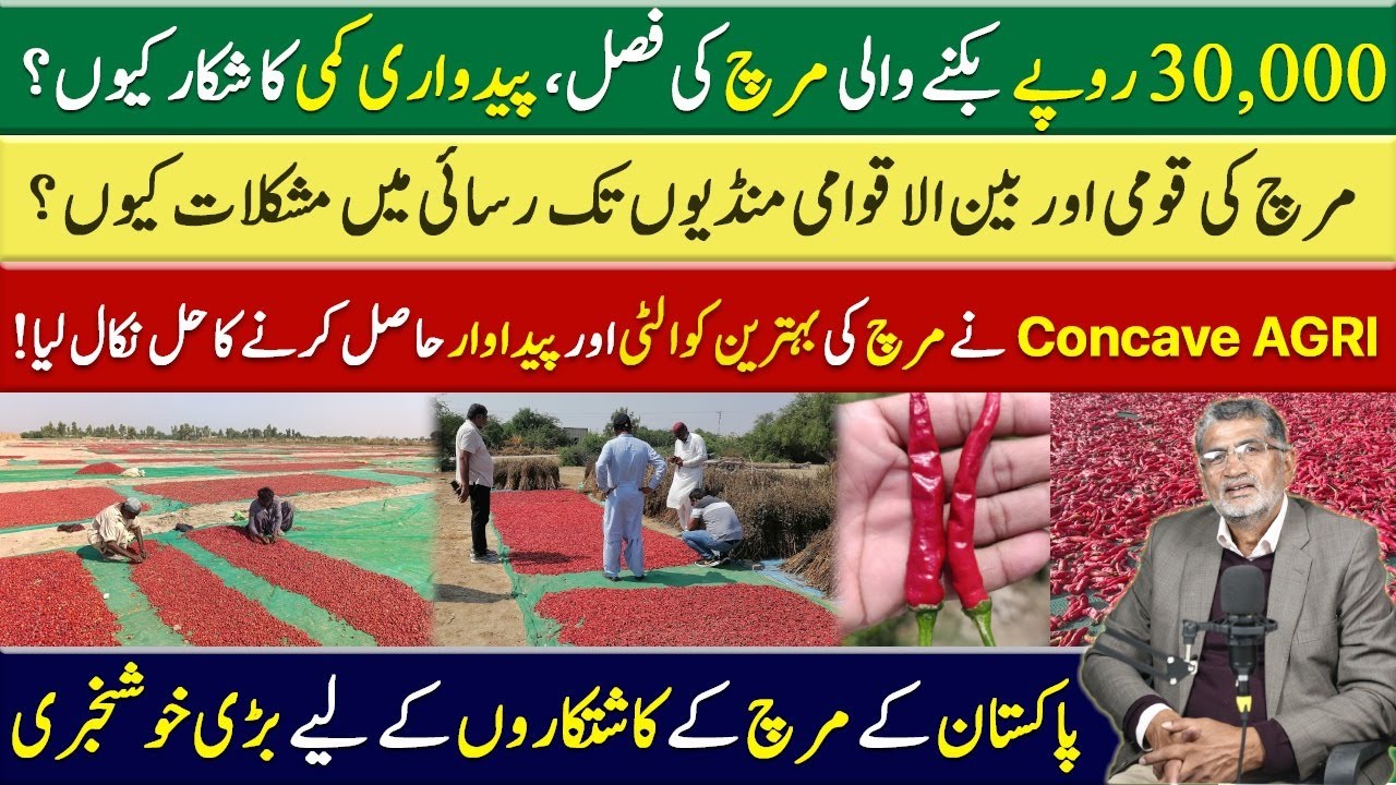 Chili Farming in Pakistan | Why Farmers Avoid a Profitable Crop | Dr Azeem Analysis