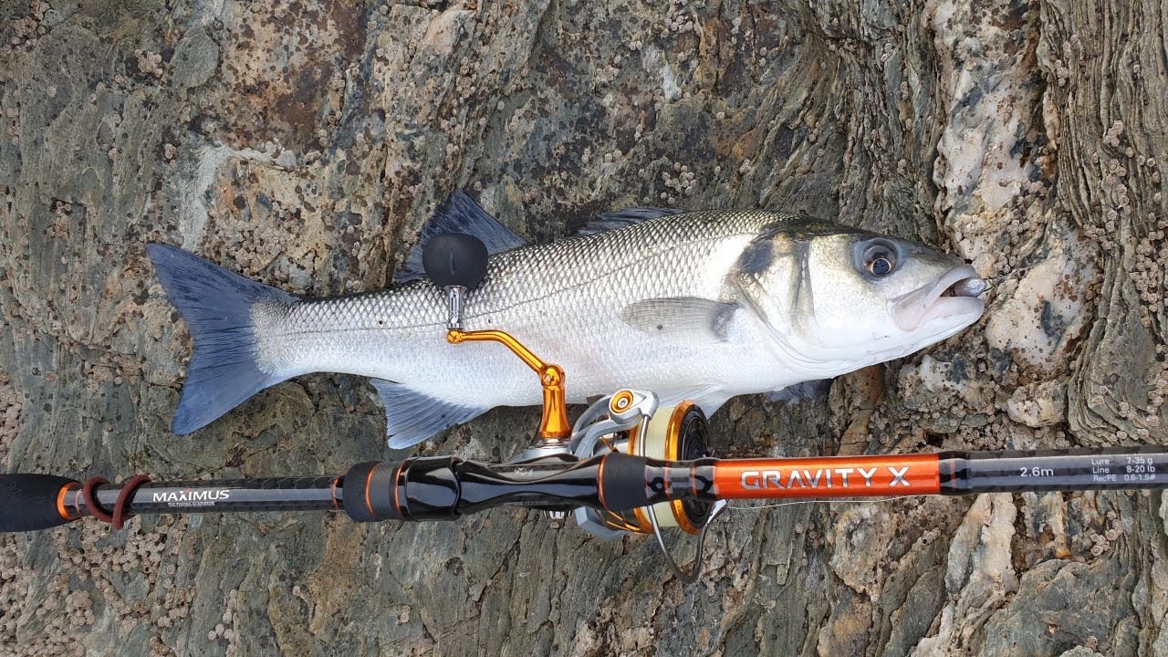 PÊCHE au LEURRE ALIEXPRESS validé au premier lancé ! pêche en mer bars et maquereaux