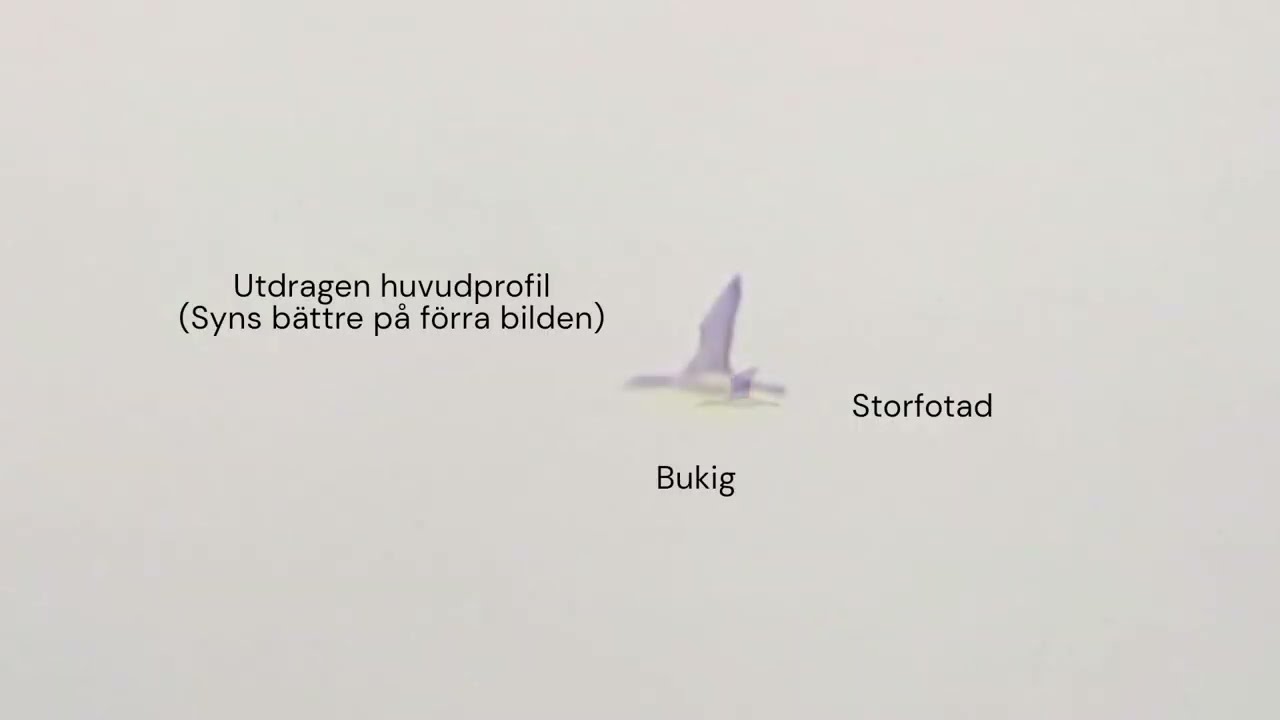 Vitnäbbabad islom (White-billed diver). Vänersborgsviken 24/08/2024