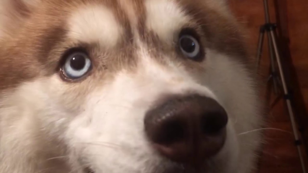 Happy Husky Noises