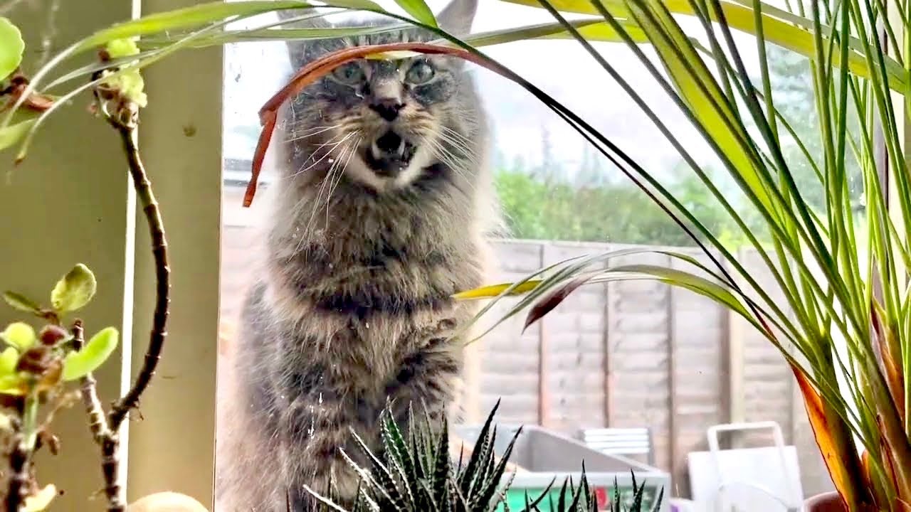 He’s forgotten about the cat flap again 