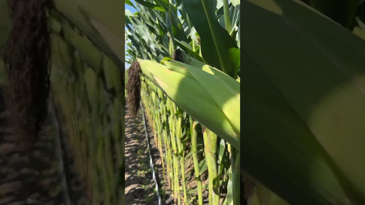 Ant&iacute;lope el terror de las b&aacute;sculas. #asgrow #maiz #corn #innovation