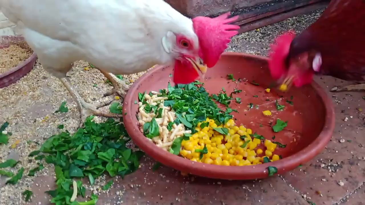 Mi Frasca y mi Frasquita el almuerzo 😂😂🐓🐔