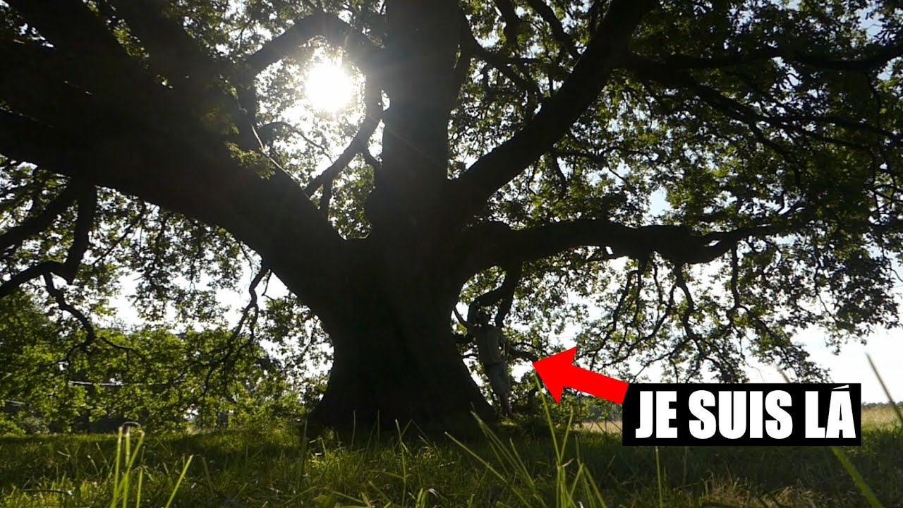 J'AI RENCONTR&Eacute; LE PLUS BEL ARBRE DE FRANCE !