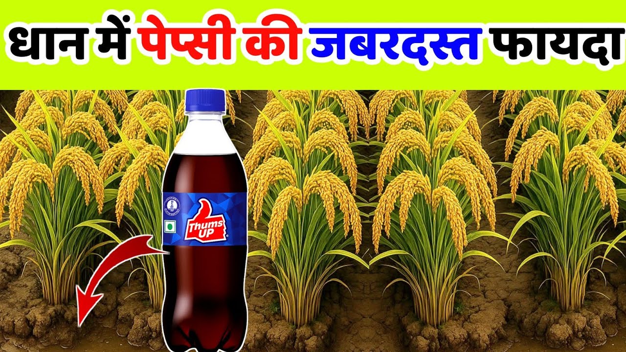 धान की बालियां मोटी लंबी और वजन बढ़ाने की देशी दवाई | dhan ki bali lambi kaise Karen | dhan ki kheti