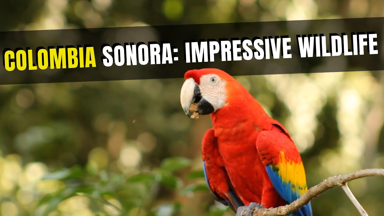 Listen to Colombia: Raw Animal Sounds from the Wild 🦜🎧