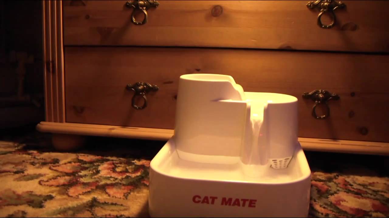 Cat Mate - Testing The Water!