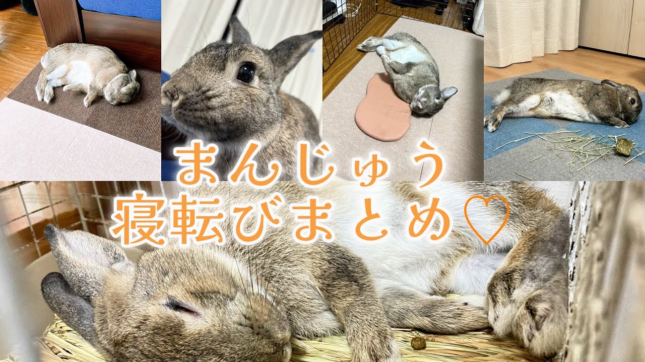 可愛いまんじゅうのゴロゴロ姿をまとめてみました〜❣️