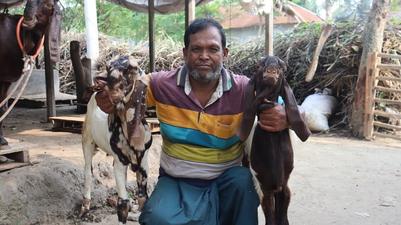 তোতাপুরি ছাগল লালন পালন সম্পকে জানুন।#goat– fram #totapuri–sagol