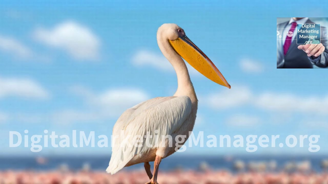 il pellicano solitario... #Pellicano #Mare #Pellicani #Oceano #Pelican #Sea #Pelicans #Ocean #Birds