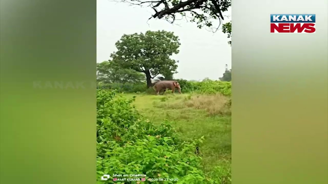 Reporter Live: Wild Tusker Wreaks Havoc In Sundargarh Village | Crops Destroyed, Houses Damaged