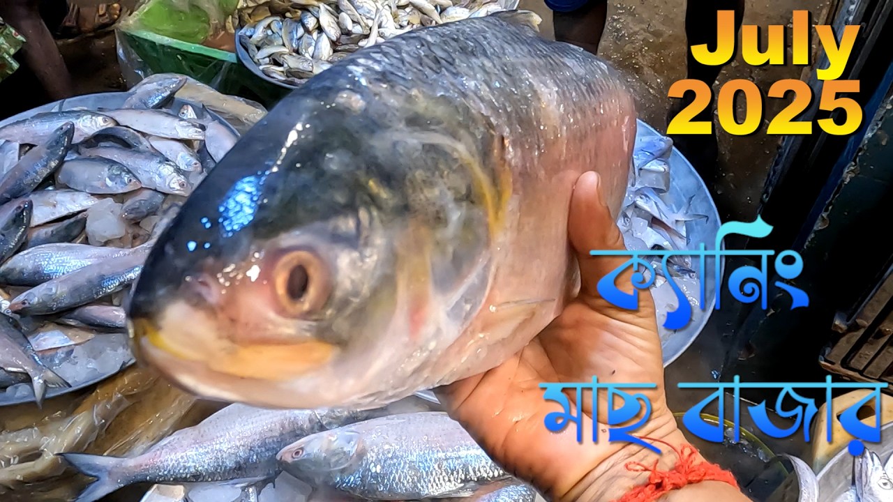ক্যানিং সুন্দরবনের মাছ বাজার জুলাই ২০২৫ | ইলিশ, পারা ও সামুদ্রিক মাছের রেট ও অবস্থা