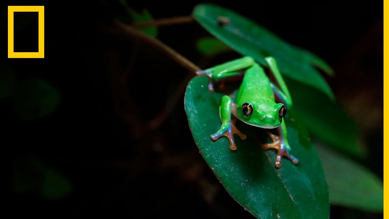El hongo qu&iacute;trido: una amenaza para los anfibios | National Geographic en Espa&ntilde;ol
