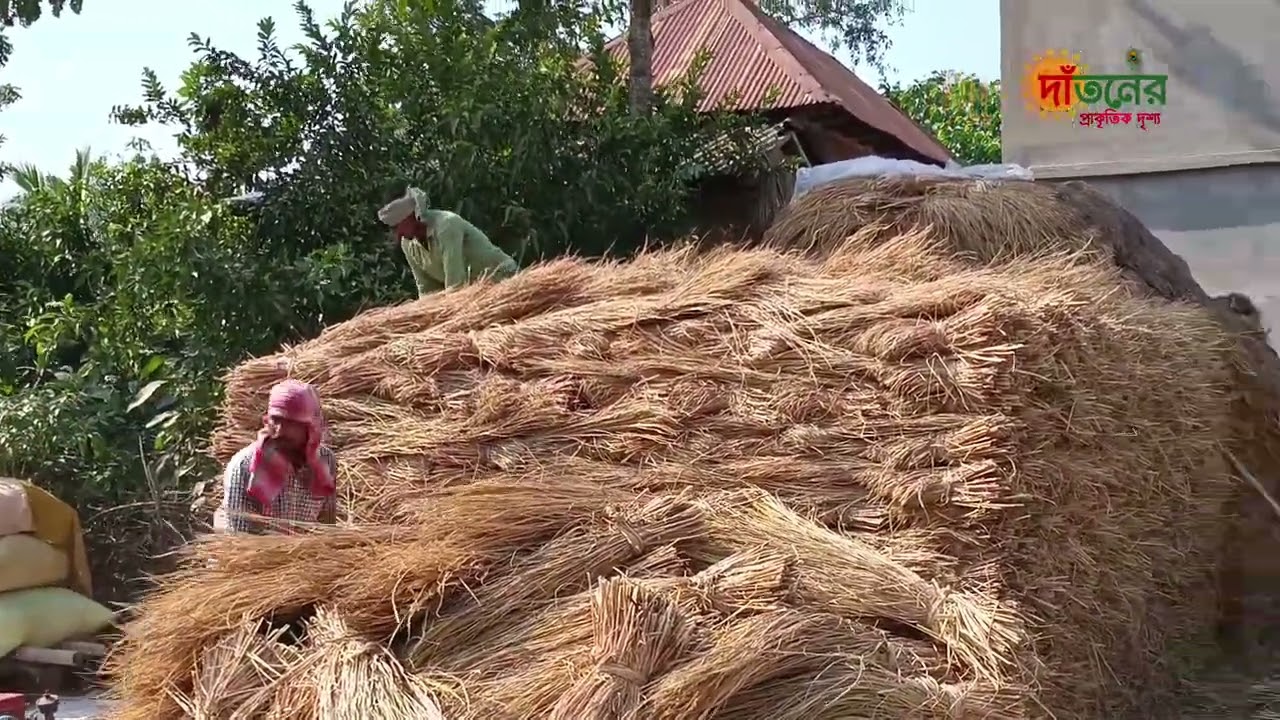 দাঁতন শোলাখিয়া গ্রামে ধানঝাড়াই কিছু মুহূর্ত। #ধান_ভাঙ্গানো #ভাইরাভিডিও
