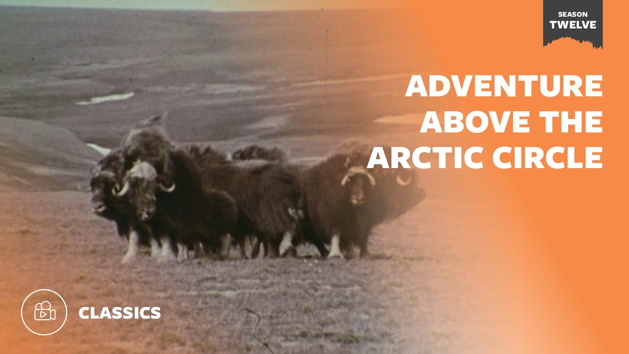 Adventure Above the Arctic Circle | Mutual of Omaha's Wild Kingdom