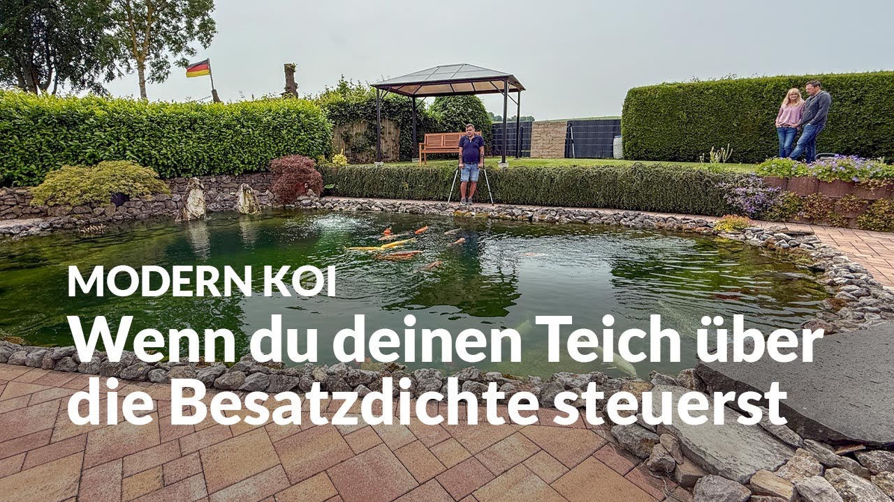 Ollis 75.000-Liter-Teich - vom Schwimmtraum zum Koi-Paradies | Modern Koi Blog #7607