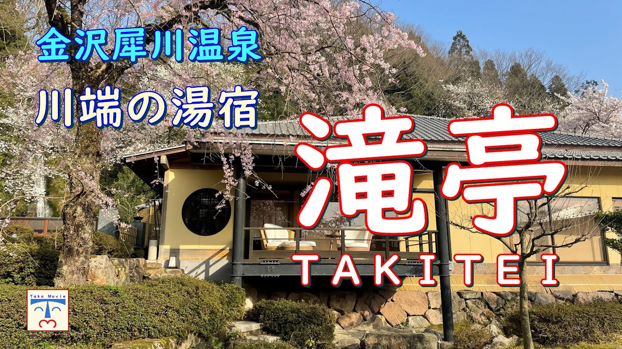 【 金沢犀川温泉 kanazawa japan 】「川端の湯宿 滝亭」桜満開、お部屋の中から鯉鑑賞