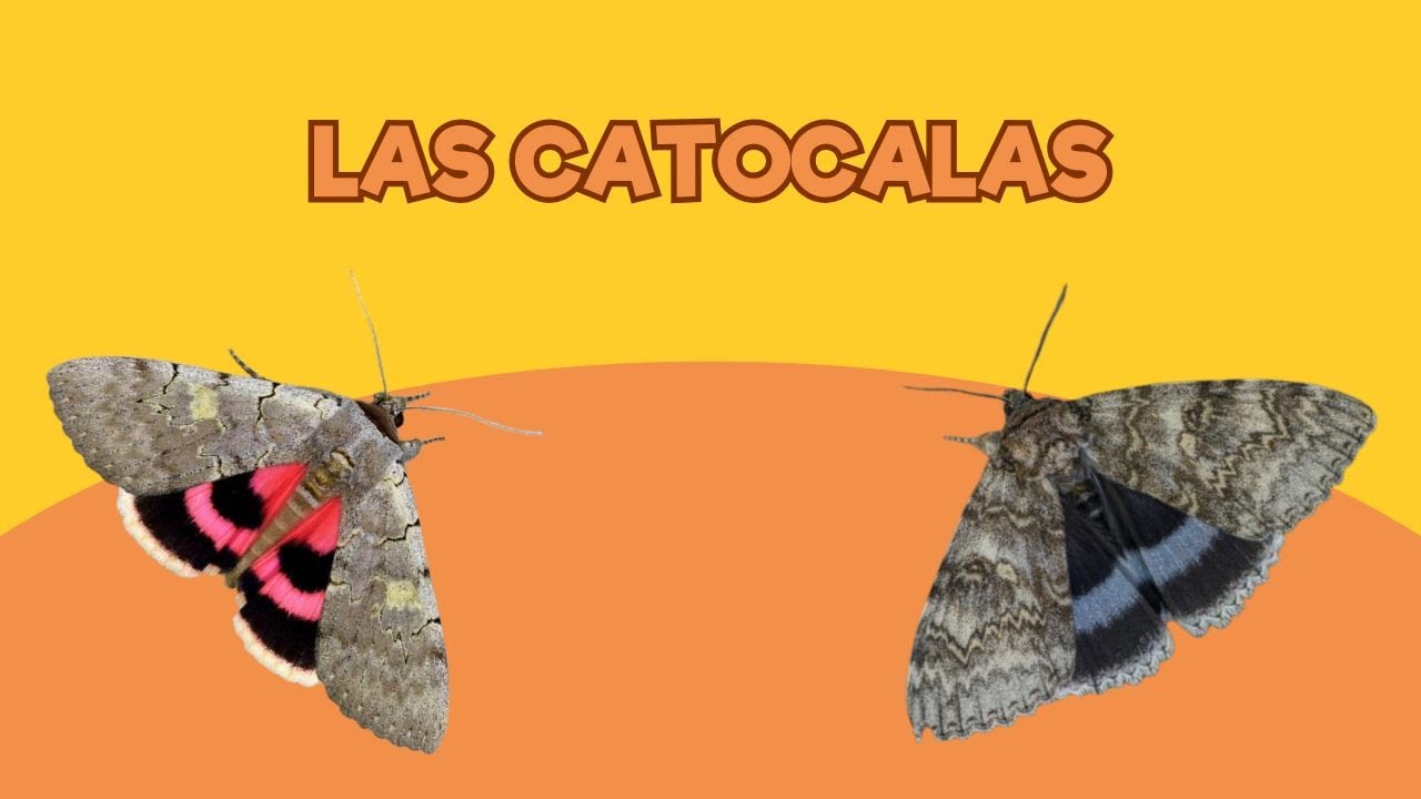 Viviendo en un Zoo: Las catocalas | Santillana del Mar
