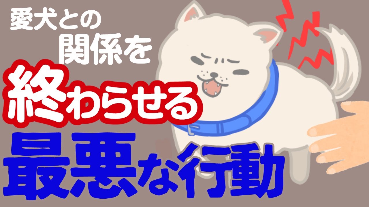 愛犬は本当に喜んでる？犬をからかって怒らせないで