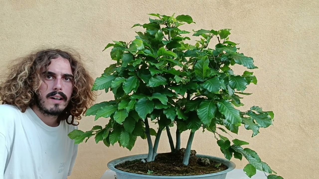 Bonsai - Boschetto di faggi potatura di bilanciamento