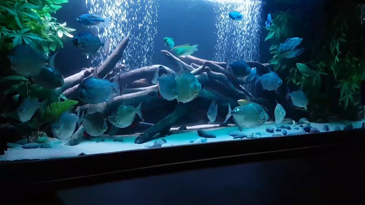 Silver Dollar fish